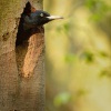 Datel cerny - Dryocopus martius - Black Woodpecker 1942